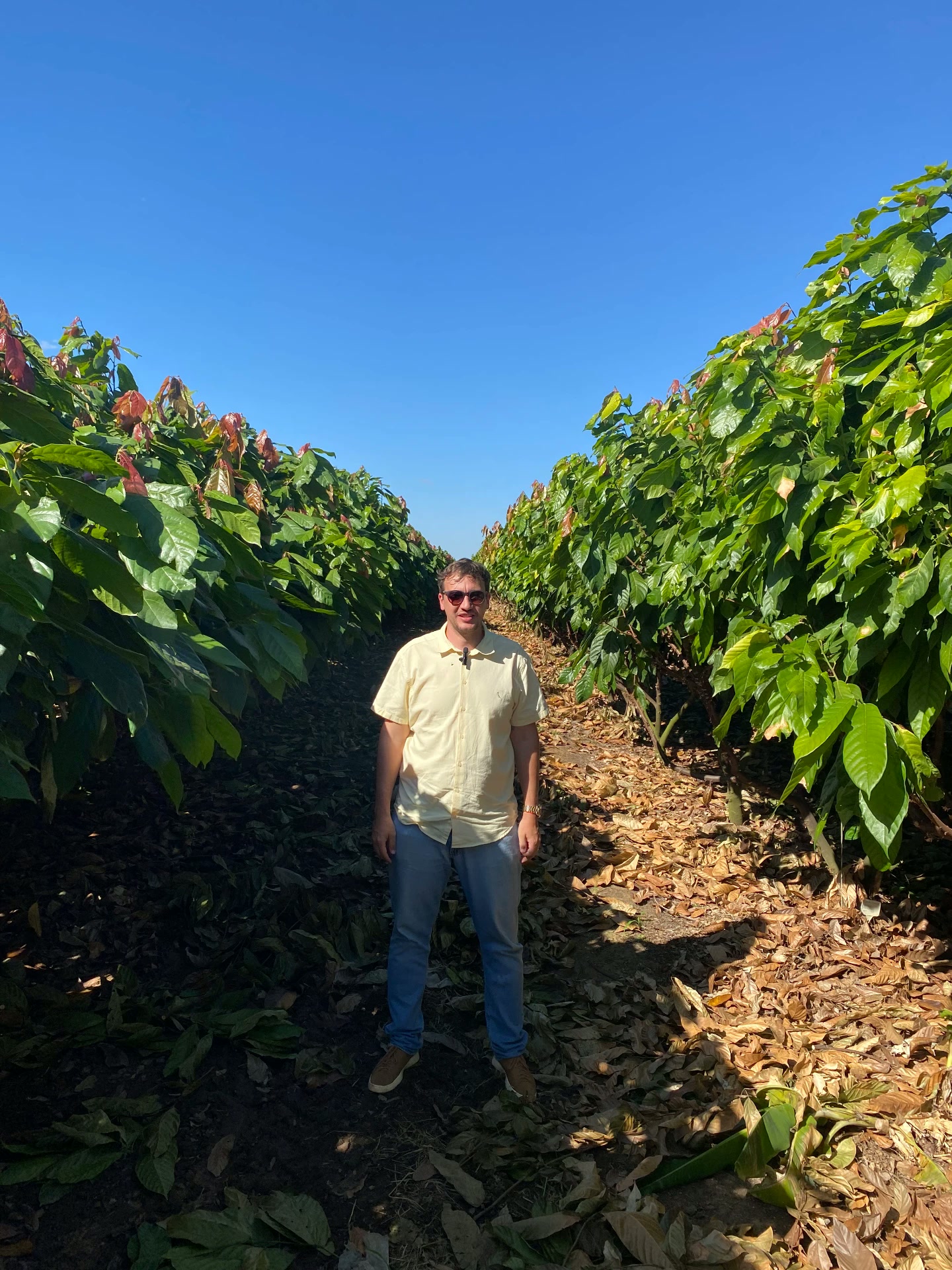 Produtor entre fileiras de cacaueiros em lavoura no interior do Pará