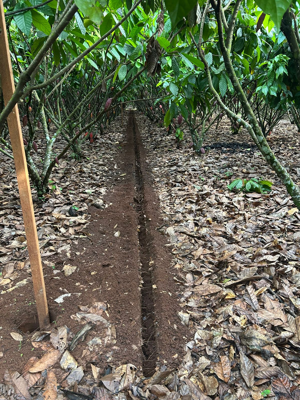 Sulco de irrigação escavado entre as fileiras de cacaueiros na lavoura
